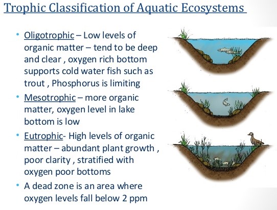 General explanation of trophic states