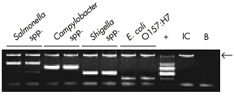 [Img-pathogenic_enteric_bacteria_1.gif]