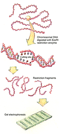 dna_genome.gif- Courtesy U.S. Dept. of energy Genomes to Life program: 