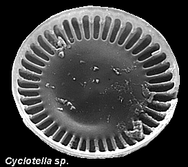 Cyclotella sp.
