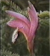 bog orchid