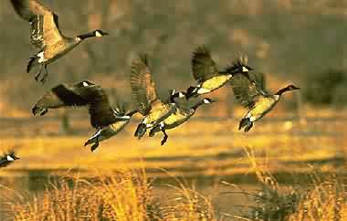 Click to hear the maginificent Canada geese! ...... the Redpath Museum of McGill University is credited for the picture