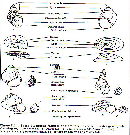 [Img-gastropoda_id2.jpg]