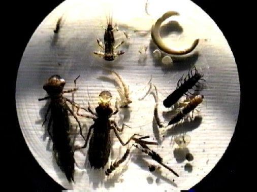 Img- representative macroinvertebrates in HRM (Halifax Regional Municipality) lakes