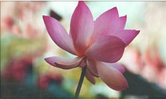 Click the Lotus picture