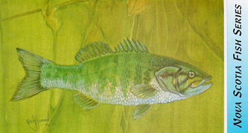 [Img-smallmouth_bass.jpg from the NS Dept. of Fisheries]