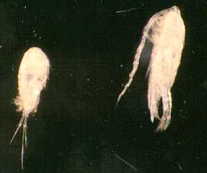 [copepods.jpg]