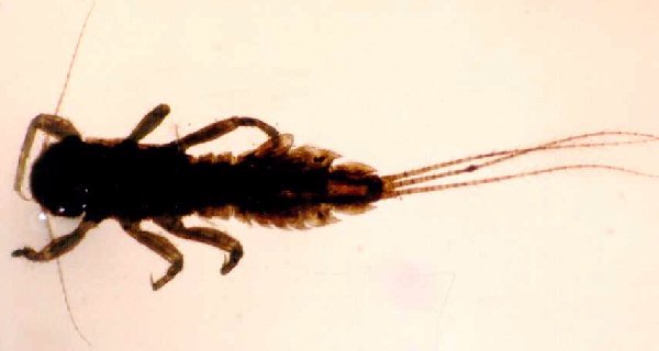 ephemeroptera larvae