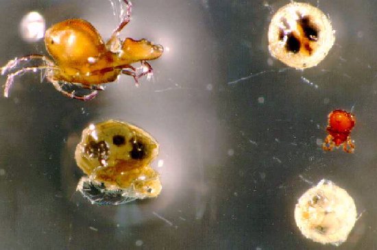 water mite larvae